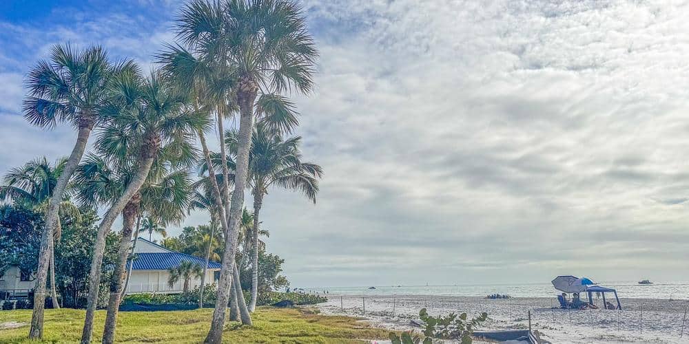 FLMMD home palm